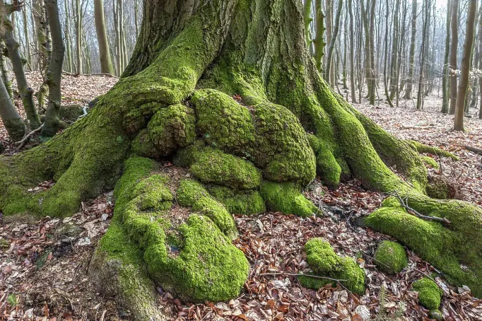 Framed Print : Gnarled old oak in the forest near Sellin on Ruegen, Mecklenburg-Western Pomerania, Baltic Sea, North Germany, Germany Framed Print : Gnarled old oak in the forest near Sellin on Ruegen, Mecklenburg-Western Pomerania, Baltic Sea, North Germany, Germany