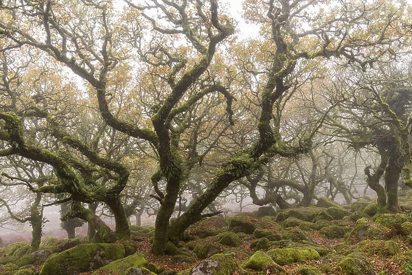 Gnarled and twisted trees within Wistmans Wood, Dartmoor National Park, Devon, England