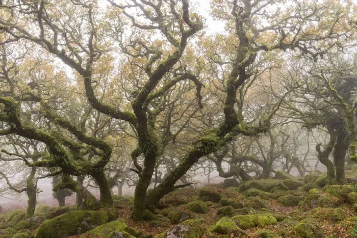 Framed Print : Gnarled and twisted trees within Wistmans Wood, Dartmoor National Park, Devon, England Framed Print : Gnarled and twisted trees within Wistmans Wood, Dartmoor National Park, Devon, England