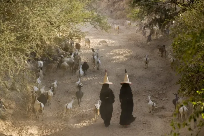 Framed Print : Goat herder, Al Wadi Dawan, nr Wadi Hadhramawt, Yemen