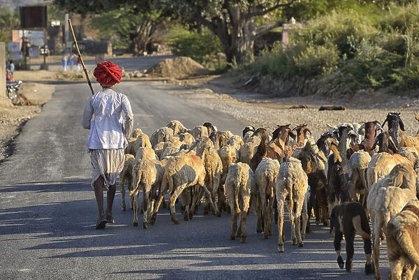 Goat herder, Rajasthan, India, Asia