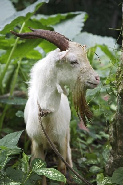 A goat in Sao Tome and Principe