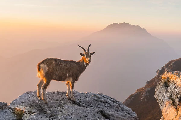 Goat at sunrise in the mountains of Due Mani mount. Valsassina, Lecco, Lombardy, Italy