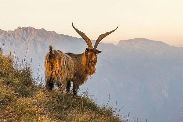Goat at sunrise between the mountains of Due Mani peak. Valsassina, Lecco, Lombardy