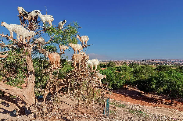 Goats on Argan Tree, Essaouira, Morocco, Africa