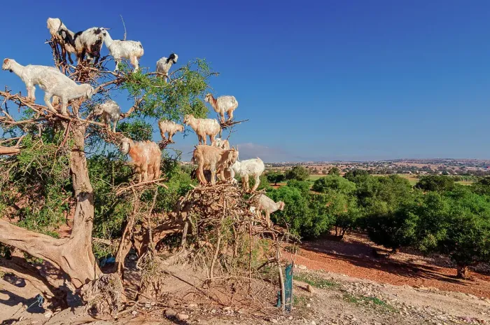 Framed Print : Goats on Argan Tree, Essaouira, Morocco, Africa Framed Print : Goats on Argan Tree, Essaouira, Morocco, Africa