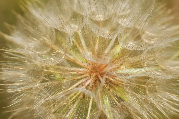Framed Print : Goat's-beard flower (Tragopogon pratensis) on Gaudry's Road Sioux Narrows, Ontario, Canada Framed Print : Goat's-beard flower (Tragopogon pratensis) on Gaudry's Road Sioux Narrows, Ontario, Canada