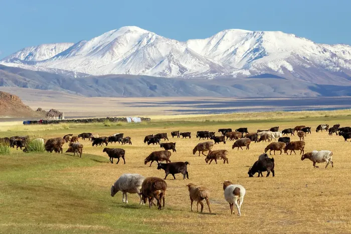 Framed Print : Goats grazing on grassland with snow-covered mountains in the distance, Western Mongolia, Asia