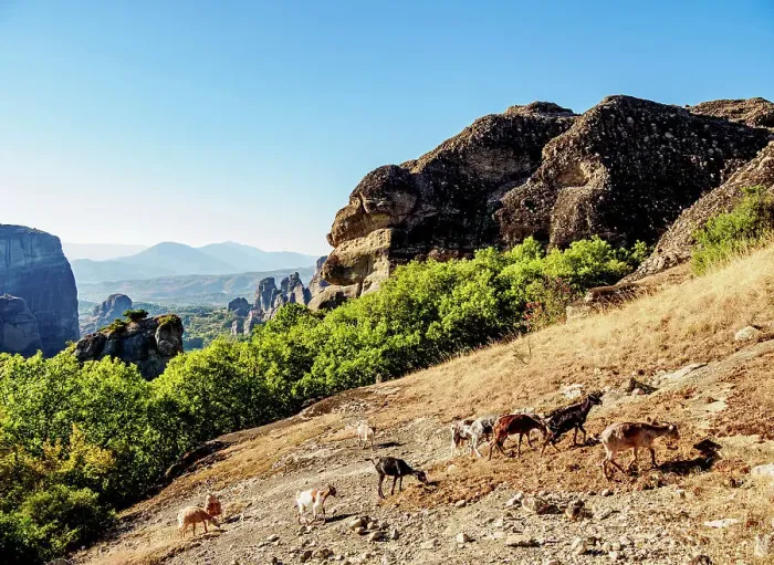 Framed Print : Goats at Meteora, Thessaly, Greece Framed Print : Goats at Meteora, Thessaly, Greece