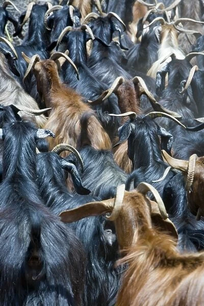 Goats, near Antalya, Mediterranean Coast, Turkey