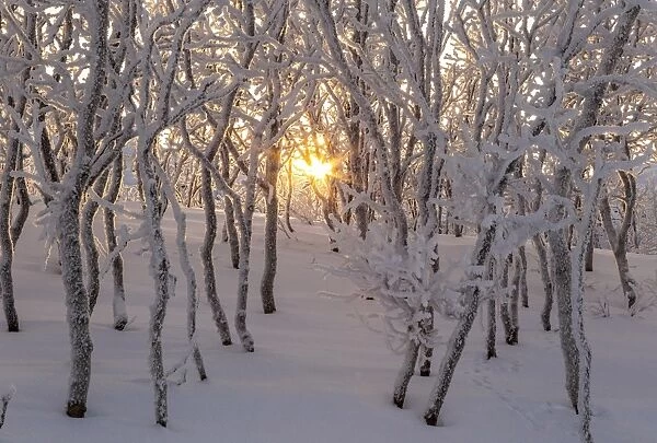 Gold sun between trees, Abisko, Kiruna, Sweden, Europe