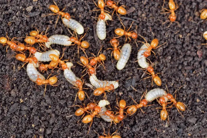 Framed Print : Golden ant / Garden ant (Lasius spp.) Worker ants tending to their young after their nest was uncovered, Greater Sudbury (Lively), Ontario, Canada Framed Print : Golden ant / Garden ant (Lasius spp.) Worker ants tending to their young after their nest was uncovered, Greater Sudbury (Lively), Ontario, Canada