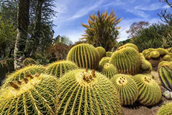 Framed Print : Golden Barrel Cacti in Desert Garden, Huntington Botanical Gardens, San Marino, California Framed Print : Golden Barrel Cacti in Desert Garden, Huntington Botanical Gardens, San Marino, California