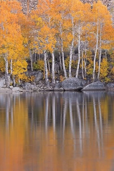 Golden coloured fall foliage and reflections on the shores of Intake 2 lake in the Eastern Sierras