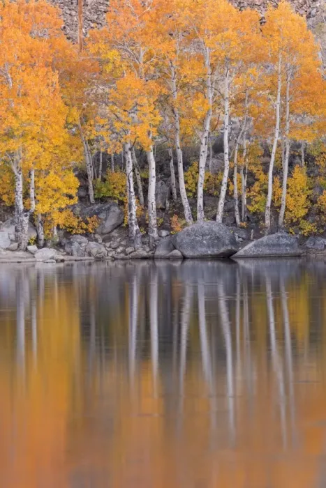 Framed Print : Golden coloured fall foliage and reflections on the shores of Intake 2 lake in the Eastern Sierras Framed Print : Golden coloured fall foliage and reflections on the shores of Intake 2 lake in the Eastern Sierras