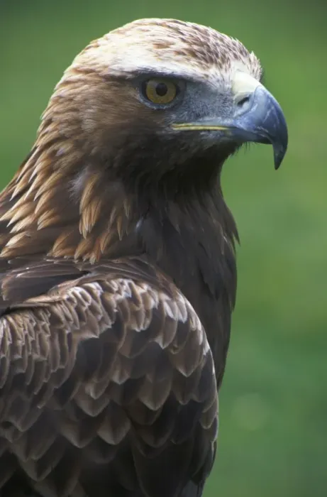 Framed Print : Golden Eagle