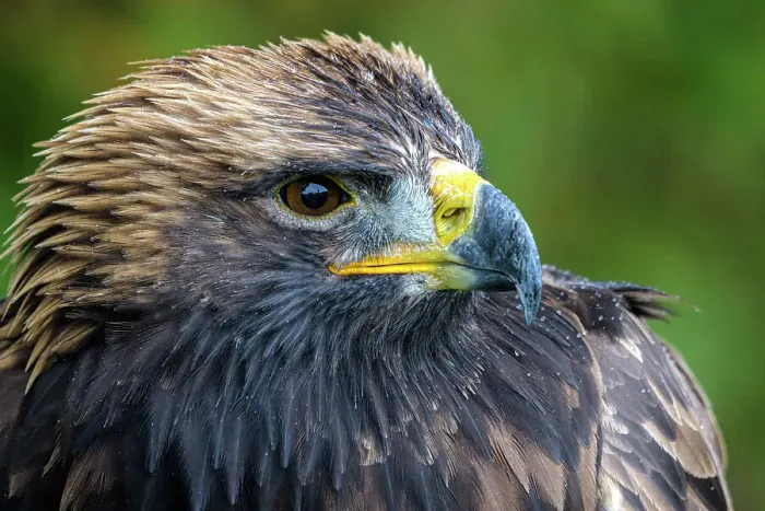 Framed Print : Golden Eagle (Aquila chrysaetos) - captive Framed Print : Golden Eagle (Aquila chrysaetos) - captive