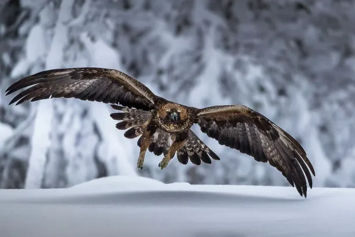 Framed Print : Golden eagle in flight, Oulanka National Park, Finland Framed Print : Golden eagle in flight, Oulanka National Park, Finland
