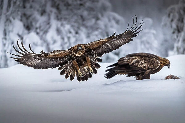 Golden eagle in flight, Oulanka National Park, Finland