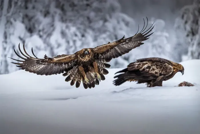 Framed Print : Golden eagle in flight, Oulanka National Park, Finland