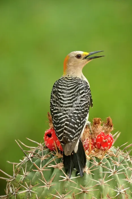 Framed Print : Golden-fronted woodpecker (Melanerpes aurifrons), Rio Grande City, Texas, USA Framed Print : Golden-fronted woodpecker (Melanerpes aurifrons), Rio Grande City, Texas, USA
