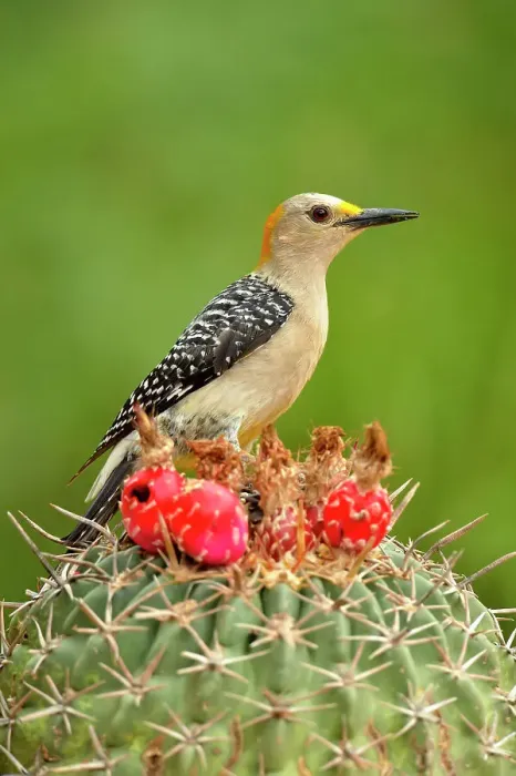 Framed Print : Golden-fronted woodpecker (Melanerpes aurifrons), Rio Grande City, Texas, USA Framed Print : Golden-fronted woodpecker (Melanerpes aurifrons), Rio Grande City, Texas, USA