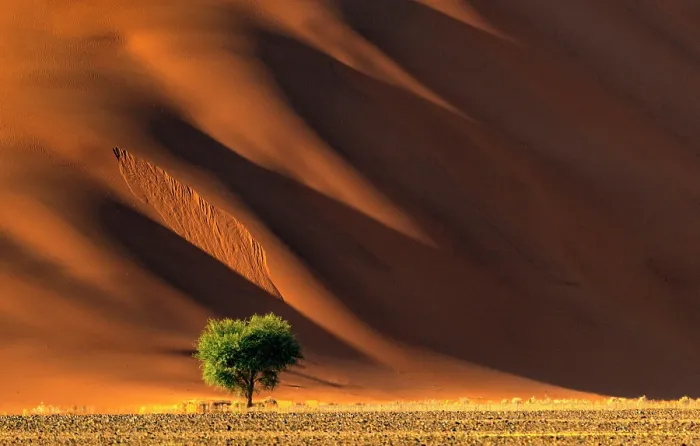 Framed Print : Golden light and shadows on a towering dand dune, Sossusvlei, Namib-Naukluft National Park, Namib Desert, Namibia Framed Print : Golden light and shadows on a towering dand dune, Sossusvlei, Namib-Naukluft National Park, Namib Desert, Namibia