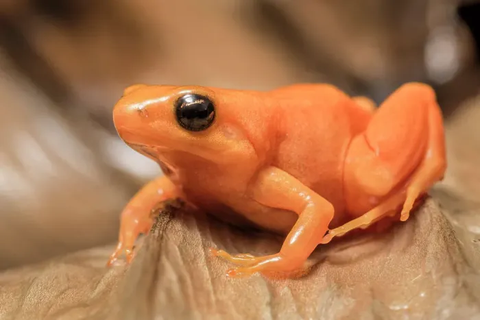 Framed Print : Golden Mantella (Mantella aurantiaca) is a frog species endemic to Madagascar - captive bred Framed Print : Golden Mantella (Mantella aurantiaca) is a frog species endemic to Madagascar - captive bred