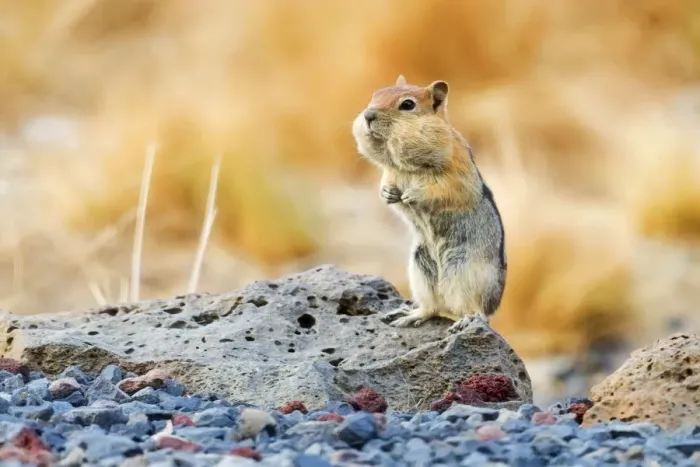 Framed Print : Golden-mantled ground squirrel, Callospermophilus lateralis, USA Framed Print : Golden-mantled ground squirrel, Callospermophilus lateralis, USA