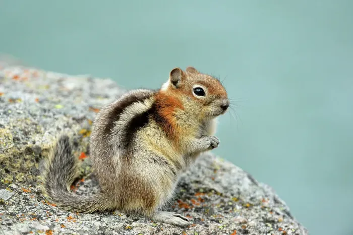 Framed Print : Golden mantled ground squirrel (Spermophilus lateralis), Jasper National Park, Alberta, Canada Framed Print : Golden mantled ground squirrel (Spermophilus lateralis), Jasper National Park, Alberta, Canada