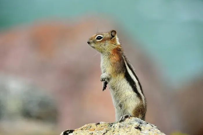 Framed Print : Golden mantled ground squirrel (Spermophilus lateralis), Jasper National Park, Alberta, Canada Framed Print : Golden mantled ground squirrel (Spermophilus lateralis), Jasper National Park, Alberta, Canada
