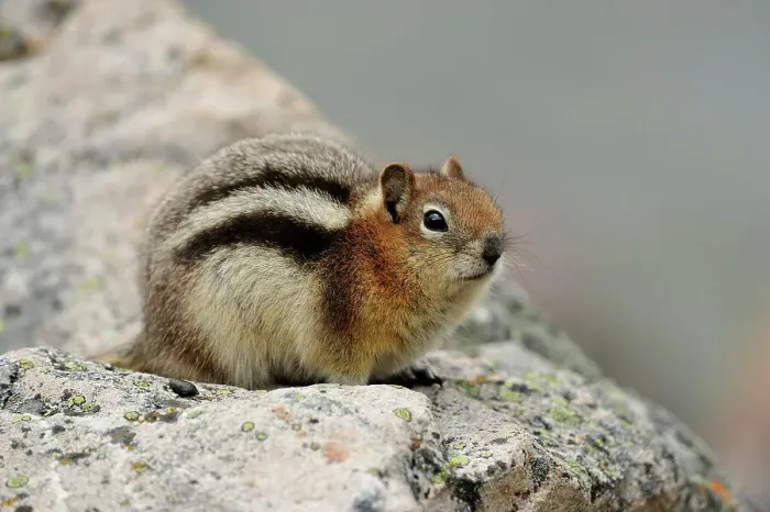 Framed Print : Golden mantled ground squirrel (Spermophilus lateralis), Jasper NP, Alberta, Canada Framed Print : Golden mantled ground squirrel (Spermophilus lateralis), Jasper NP, Alberta, Canada
