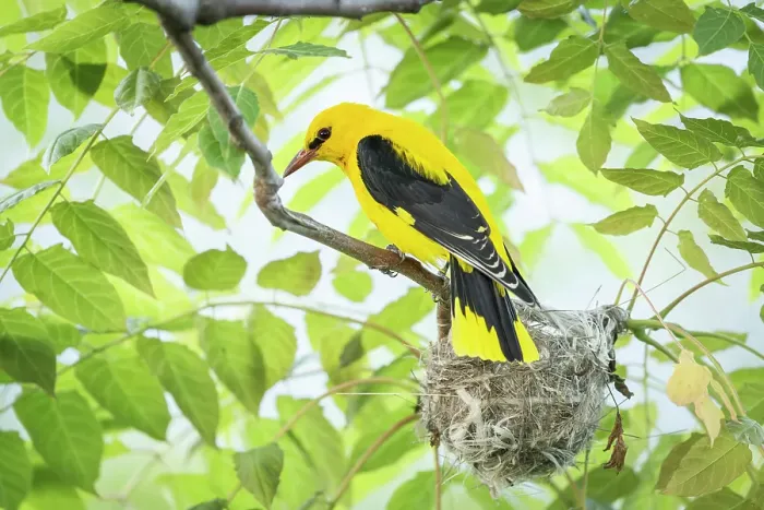 Framed Print : Golden Oriole (Oriolus oriolus) male perched in tree close to nest, near Bratsigovo, Bulgaria Framed Print : Golden Oriole (Oriolus oriolus) male perched in tree close to nest, near Bratsigovo, Bulgaria