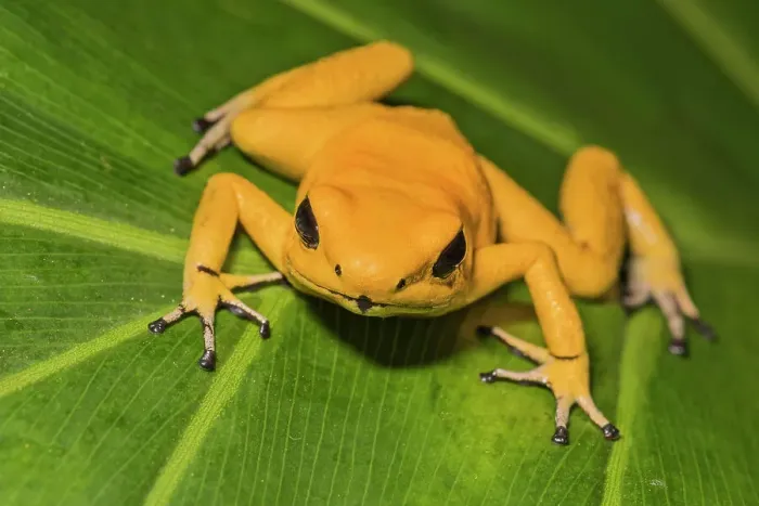 Framed Print : Golden Poison Frog (Phyllobates terribilis) - captive bred Framed Print : Golden Poison Frog (Phyllobates terribilis) - captive bred