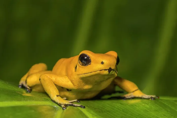 Framed Print : Golden Poison Frog (Phyllobates terribilis) - captive bred Framed Print : Golden Poison Frog (Phyllobates terribilis) - captive bred