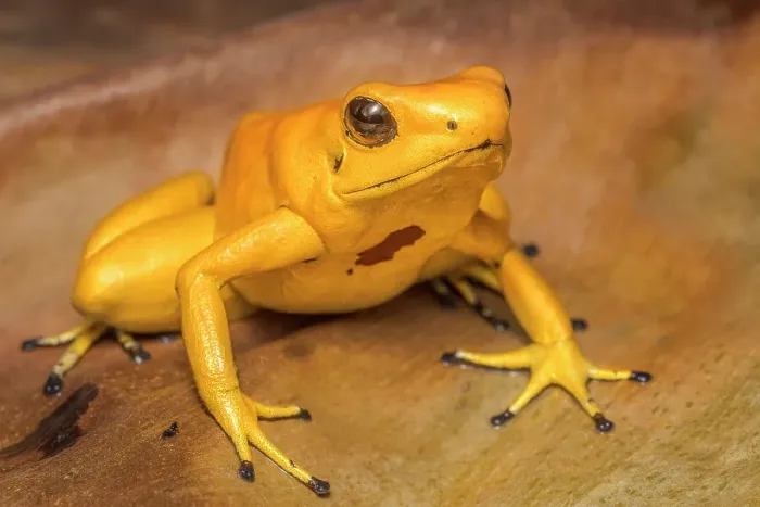 Framed Print : Golden Poison Frog (Phyllobates terribils) is the deadliest frog in the world. Captive bred specimen Framed Print : Golden Poison Frog (Phyllobates terribils) is the deadliest frog in the world. Captive bred specimen