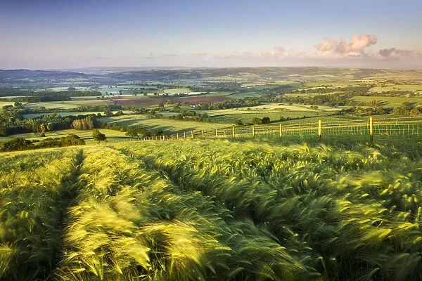 Golden ripened corn growing in a hilltop field in rural Devon, England