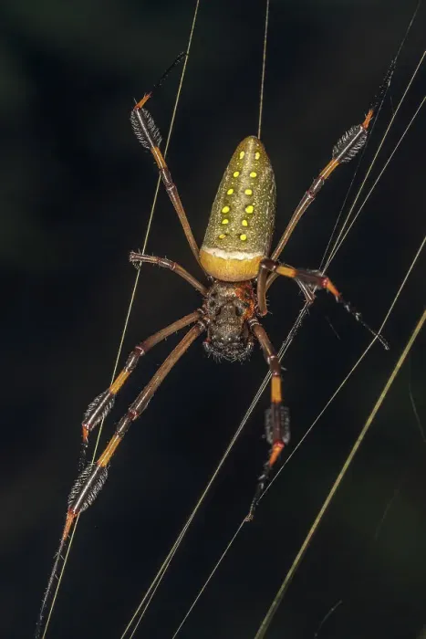 Framed Print : Golden Silk Orb Weaver (Nephila clavipes), Costa Rica Framed Print : Golden Silk Orb Weaver (Nephila clavipes), Costa Rica