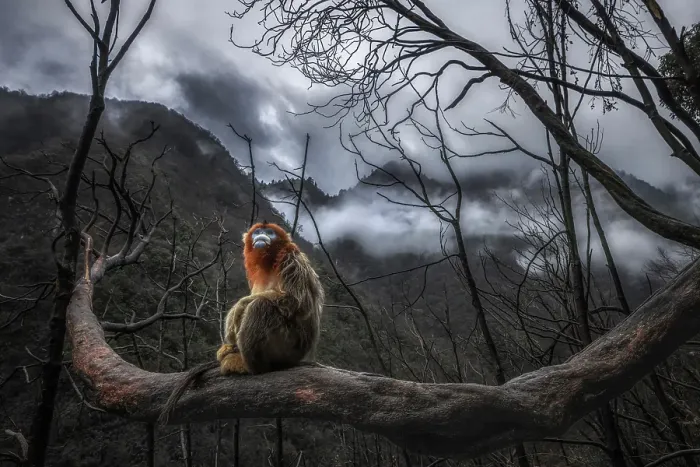 Framed Print : golden snub-nosed monkey (Rhinopithecus roxellana) in Qinling mountains, Sichuan, China