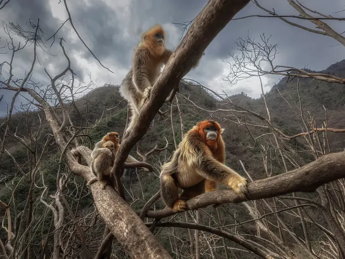 Framed Print : golden snub-nosed monkey (Rhinopithecus roxellana) in Qinling mountains, Sichuan, China Framed Print : golden snub-nosed monkey (Rhinopithecus roxellana) in Qinling mountains, Sichuan, China