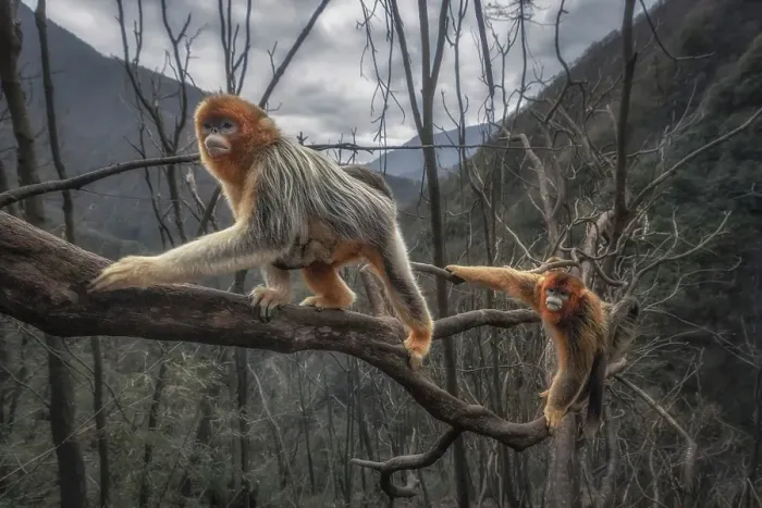 Framed Print : golden snub-nosed monkey (Rhinopithecus roxellana) in Qinling mountains, Sichuan, China