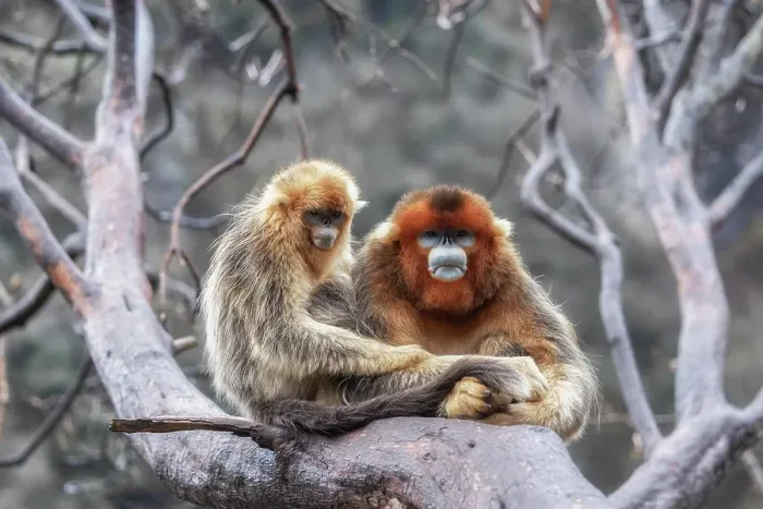 Framed Print : golden snub-nosed monkey (Rhinopithecus roxellana) in Qinling mountains, Sichuan, China Framed Print : golden snub-nosed monkey (Rhinopithecus roxellana) in Qinling mountains, Sichuan, China
