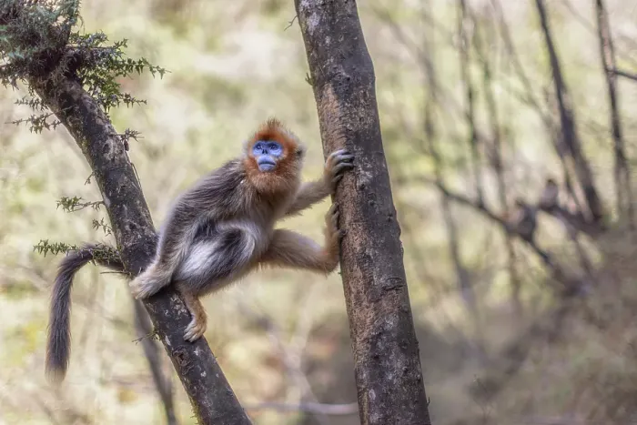 Framed Print : golden snub-nosed monkey (Rhinopithecus roxellana) in Qinling mountains, Sichuan, China Framed Print : golden snub-nosed monkey (Rhinopithecus roxellana) in Qinling mountains, Sichuan, China