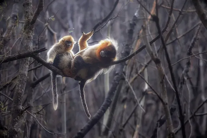 Framed Print : golden snub-nosed monkey (Rhinopithecus roxellana) in Qinling mountains, Sichuan, China