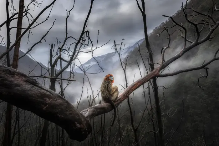 Framed Print : golden snub-nosed monkey (Rhinopithecus roxellana) in Qinling mountains, Sichuan, China Framed Print : golden snub-nosed monkey (Rhinopithecus roxellana) in Qinling mountains, Sichuan, China