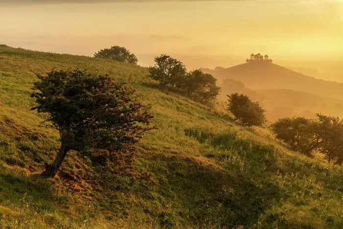 Framed Print : Golden summer morning at Colmer's Hill near Symondsbury, West Dorset, England. Summer (June) 2023 Framed Print : Golden summer morning at Colmer's Hill near Symondsbury, West Dorset, England. Summer (June) 2023