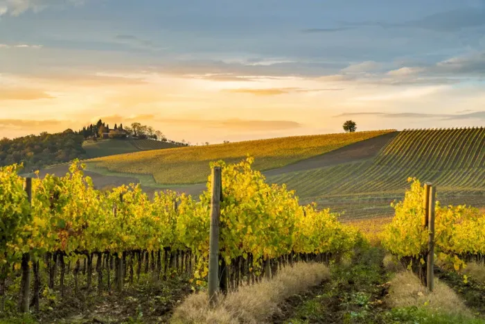 Framed Print : Golden vineyards in Chianti Region, autumn in Tuscany, Italy Framed Print : Golden vineyards in Chianti Region, autumn in Tuscany, Italy