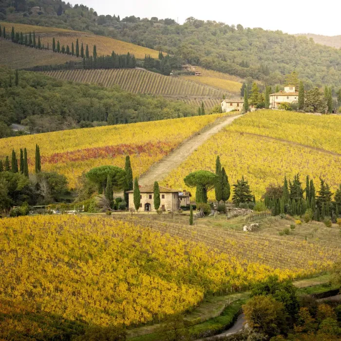 Framed Print : Golden vineyards in Chianti Region, autumn in Tuscany, Italy Framed Print : Golden vineyards in Chianti Region, autumn in Tuscany, Italy