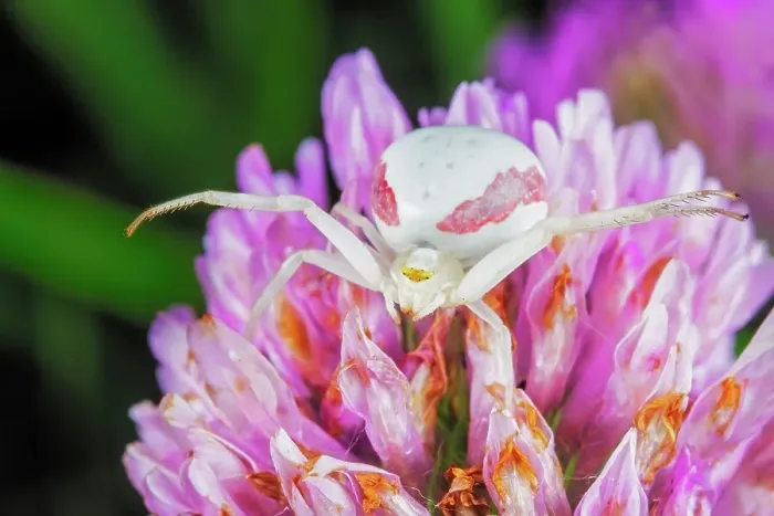 Framed Print : Goldenrod Crab Spider (Misumena vatia) - female, Ontario, Canada Framed Print : Goldenrod Crab Spider (Misumena vatia) - female, Ontario, Canada