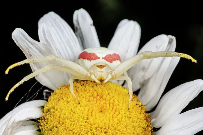Framed Print : Goldenrod Crab Spider (Misumena vatia) female on Ox-eye Daisy. Thornton, Ontario, Canada